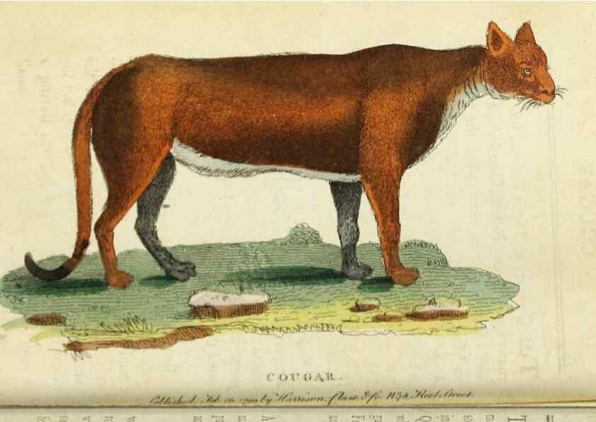 Reproducción/Reproduction 49090845528: The Naturalist's Pocket Magazine or compleat cabinet of the curiosities and beauties of nature.. London.. 