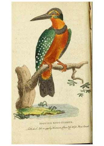 Reproducción/Reproduction 49091560152: The Naturalist's Pocket Magazine or compleat cabinet of the curiosities and beauties of nature.. London.. 