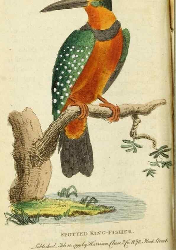 Reproducción/Reproduction 49091560152: The Naturalist's Pocket Magazine or compleat cabinet of the curiosities and beauties of nature.. London.. 