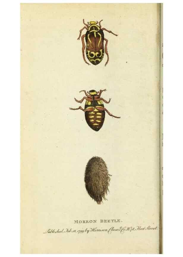 Reproducción/Reproduction 49090846168: The Naturalist's Pocket Magazine or compleat cabinet of the curiosities and beauties of nature.. London.. 