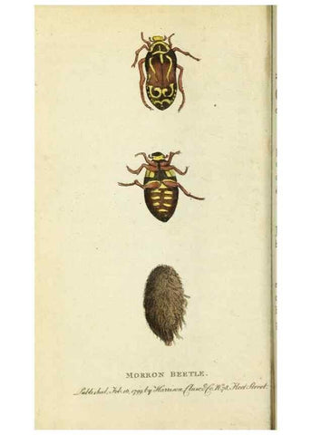 Reproducción/Reproduction 49090846168: The Naturalist's Pocket Magazine or compleat cabinet of the curiosities and beauties of nature.. London.. 