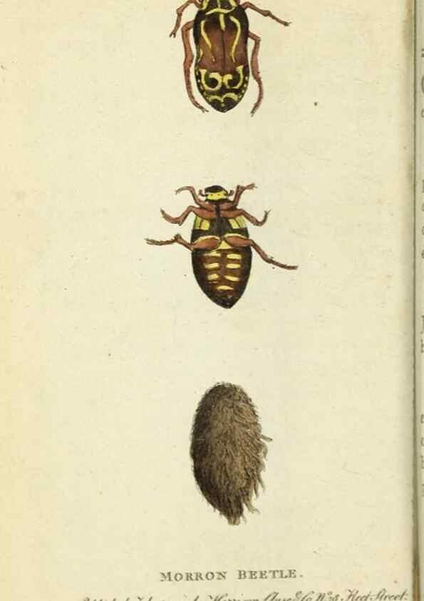 Reproducción/Reproduction 49090846168: The Naturalist's Pocket Magazine or compleat cabinet of the curiosities and beauties of nature.. London.. 
