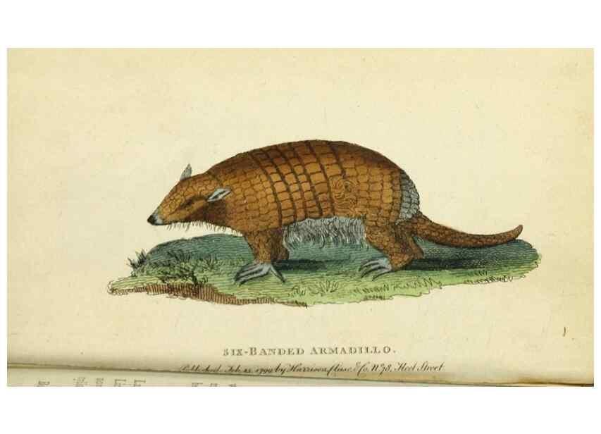 Reproducción/Reproduction 49090846468: The Naturalist's Pocket Magazine or compleat cabinet of the curiosities and beauties of nature.. London.. 