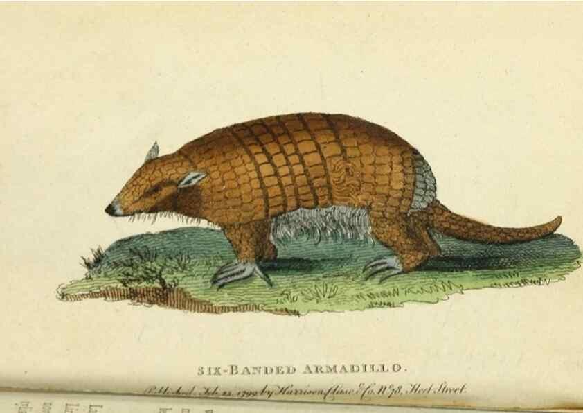 Reproducción/Reproduction 49090846468: The Naturalist's Pocket Magazine or compleat cabinet of the curiosities and beauties of nature.. London.. 