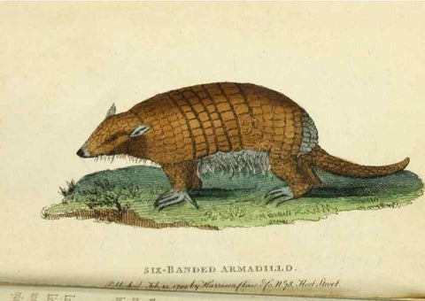 Reproducción/Reproduction 49090846468: The Naturalist's Pocket Magazine or compleat cabinet of the curiosities and beauties of nature.. London.. 
