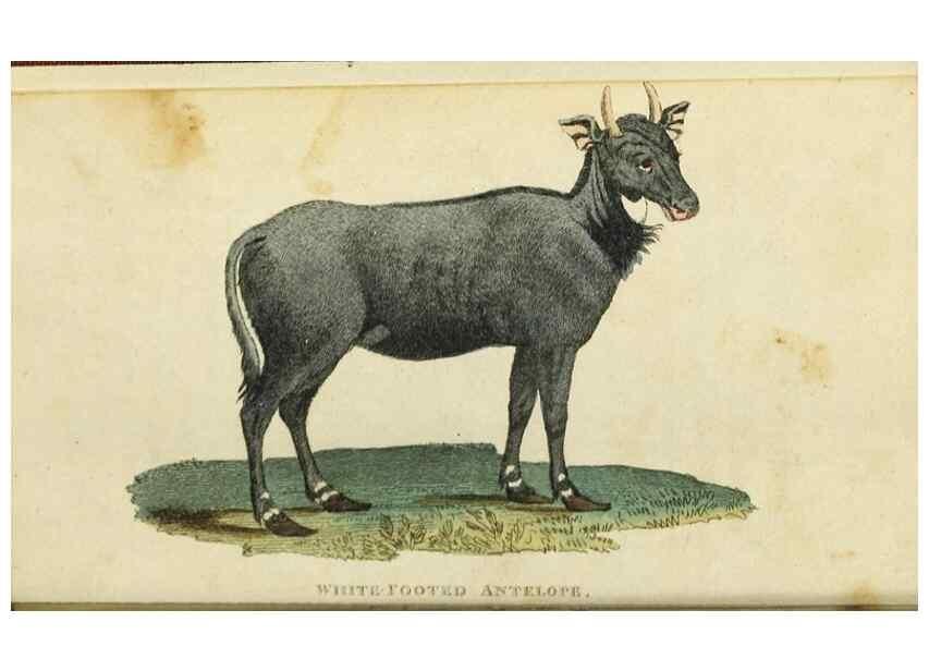 Reproducción/Reproduction 49091352941: The Naturalist's Pocket Magazine or compleat cabinet of the curiosities and beauties of nature.. London.. 