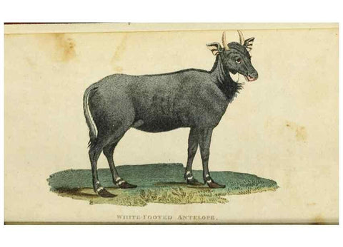 Reproducción/Reproduction 49091352941: The Naturalist's Pocket Magazine or compleat cabinet of the curiosities and beauties of nature.. London.. 