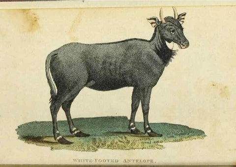 Reproducción/Reproduction 49091352941: The Naturalist's Pocket Magazine or compleat cabinet of the curiosities and beauties of nature.. London.. 