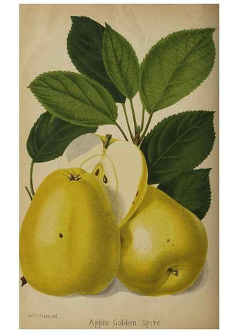 Reproducción/Reproduction 49090933506: The florist and pomologist, and suburban gardener.. London :Published for the proprietors by Messrs. Kent & Co.,1880-. 