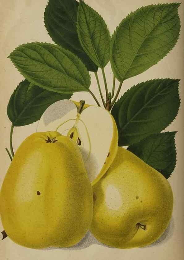 Reproducción/Reproduction 49090933506: The florist and pomologist, and suburban gardener.. London :Published for the proprietors by Messrs. Kent & Co.,1880-. 