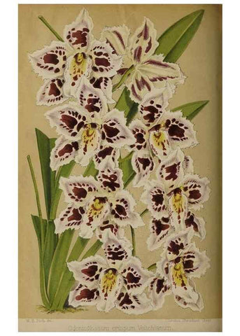 Reproducción/Reproduction 49090933236: The florist and pomologist, and suburban gardener.. London :Published for the proprietors by Messrs. Kent & Co.,1880-. 