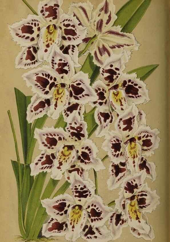 Reproducción/Reproduction 49090933236: The florist and pomologist, and suburban gardener.. London :Published for the proprietors by Messrs. Kent & Co.,1880-. 