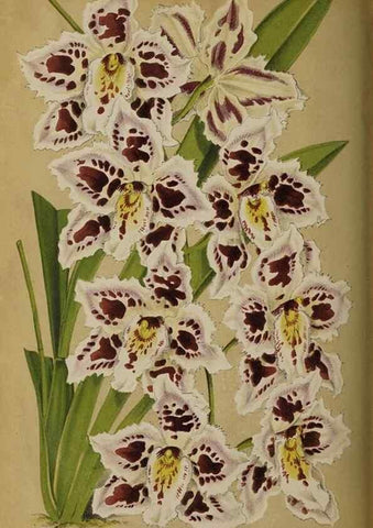 Reproducción/Reproduction 49090933236: The florist and pomologist, and suburban gardener.. London :Published for the proprietors by Messrs. Kent & Co.,1880-. 