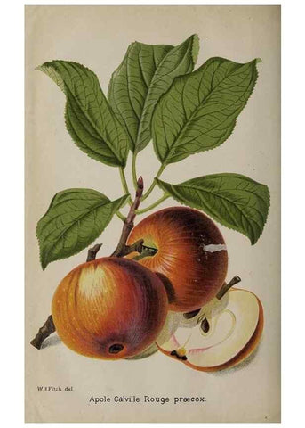 Reproducción/Reproduction 49090932866: The florist and pomologist, and suburban gardener.. London :Published for the proprietors by Messrs. Kent & Co.,1880-. 