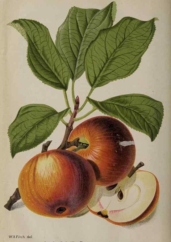 Reproducción/Reproduction 49090932866: The florist and pomologist, and suburban gardener.. London :Published for the proprietors by Messrs. Kent & Co.,1880-. 