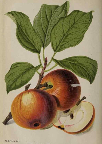 Reproducción/Reproduction 49090932866: The florist and pomologist, and suburban gardener.. London :Published for the proprietors by Messrs. Kent & Co.,1880-. 