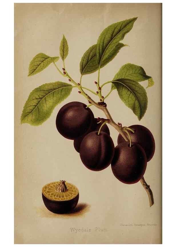 Reproducción/Reproduction 49090416323: The florist and pomologist, and suburban gardener.. London :Published for the proprietors by Messrs. Kent & Co.,1880-. 