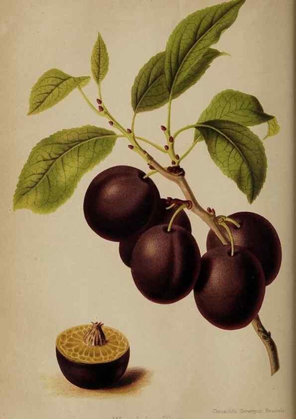 Reproducción/Reproduction 49090416323: The florist and pomologist, and suburban gardener.. London :Published for the proprietors by Messrs. Kent & Co.,1880-. 