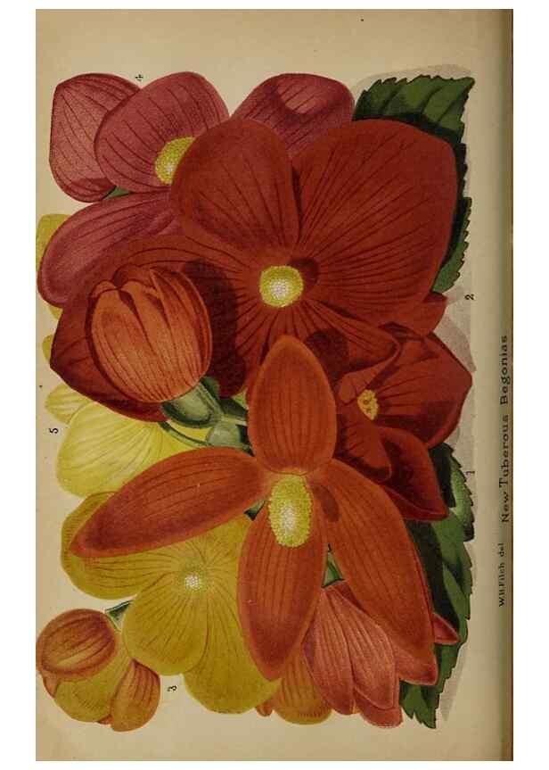 Reproducción/Reproduction 49090416663: The florist and pomologist, and suburban gardener.. London :Published for the proprietors by Messrs. Kent & Co.,1880-. 