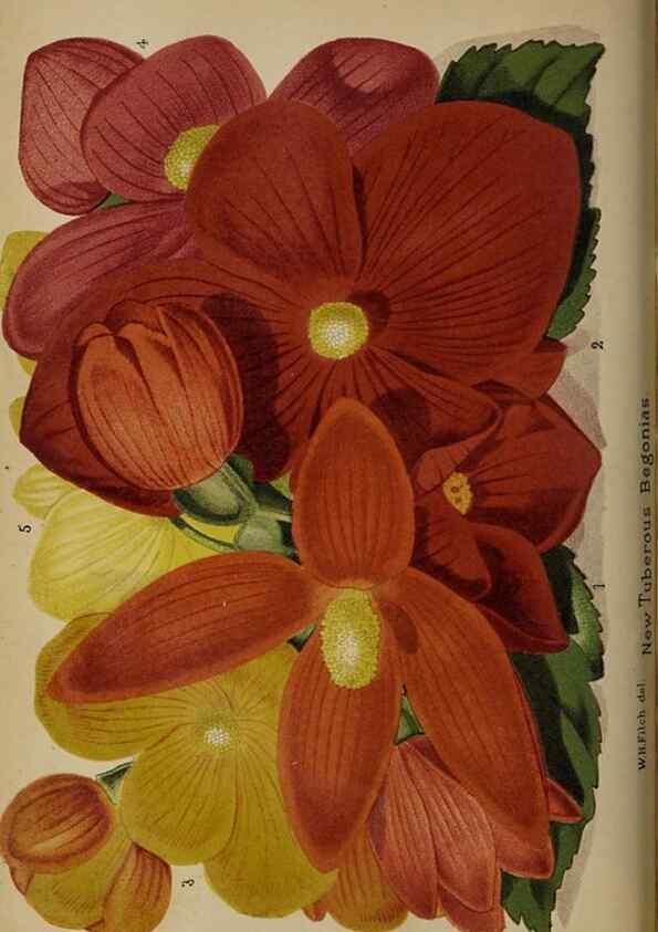 Reproducción/Reproduction 49090416663: The florist and pomologist, and suburban gardener.. London :Published for the proprietors by Messrs. Kent & Co.,1880-. 