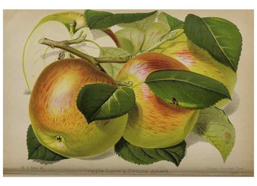 Reproducción/Reproduction 49091131132: The florist and pomologist, and suburban gardener.. London :Published for the proprietors by Messrs. Kent & Co.,1880-. 