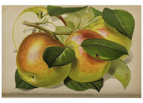 Reproducción/Reproduction 49091131132: The florist and pomologist, and suburban gardener.. London :Published for the proprietors by Messrs. Kent & Co.,1880-. 
