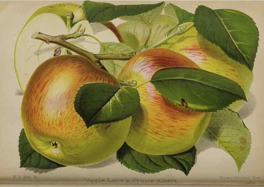 Reproducción/Reproduction 49091131132: The florist and pomologist, and suburban gardener.. London :Published for the proprietors by Messrs. Kent & Co.,1880-. 