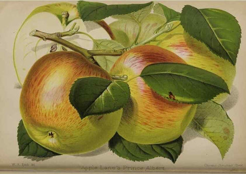 Reproducción/Reproduction 49091131132: The florist and pomologist, and suburban gardener.. London :Published for the proprietors by Messrs. Kent & Co.,1880-. 