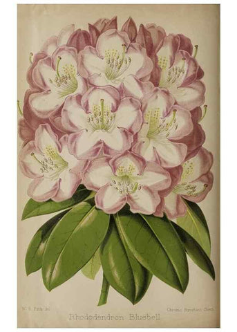 Reproducción/Reproduction 49091131607: The florist and pomologist, and suburban gardener.. London :Published for the proprietors by Messrs. Kent & Co.,1880-. 