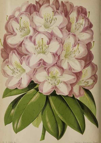 Reproducción/Reproduction 49091131607: The florist and pomologist, and suburban gardener.. London :Published for the proprietors by Messrs. Kent & Co.,1880-. 