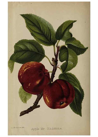 Reproducción/Reproduction 49090928786: The florist and pomologist, and suburban gardener.. London :Published for the proprietors by Messrs. Kent & Co.,1880-. 