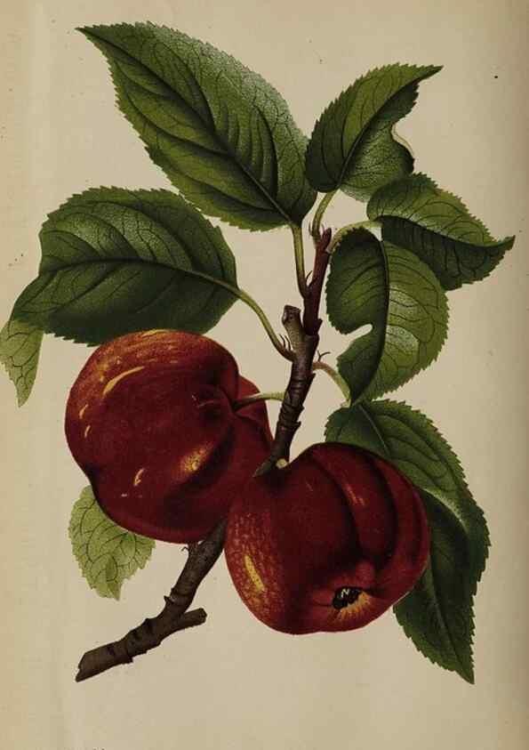 Reproducción/Reproduction 49090928786: The florist and pomologist, and suburban gardener.. London :Published for the proprietors by Messrs. Kent & Co.,1880-. 