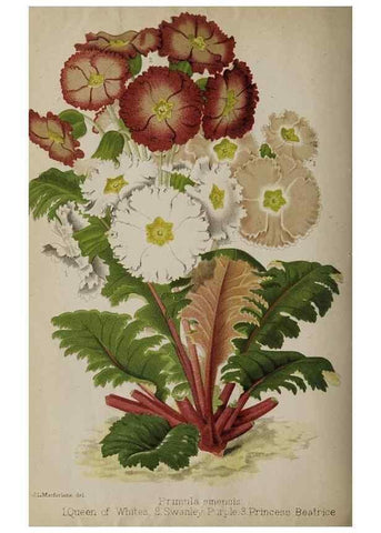 Reproducción/Reproduction 49090418068: The florist and pomologist, and suburban gardener.. London :Published for the proprietors by Messrs. Kent & Co.,1880-. 