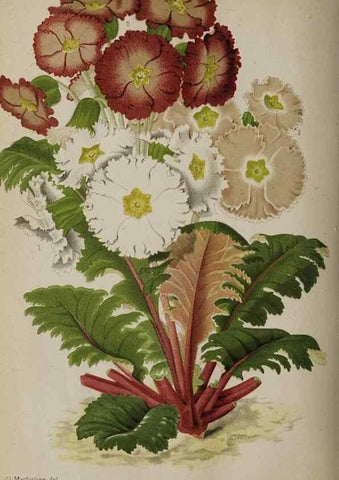 Reproducción/Reproduction 49090418068: The florist and pomologist, and suburban gardener.. London :Published for the proprietors by Messrs. Kent & Co.,1880-. 