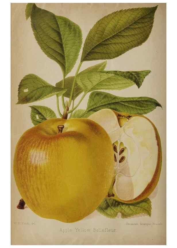 Reproducción/Reproduction 49091132682: The florist and pomologist, and suburban gardener.. London :Published for the proprietors by Messrs. Kent & Co.,1880-. 