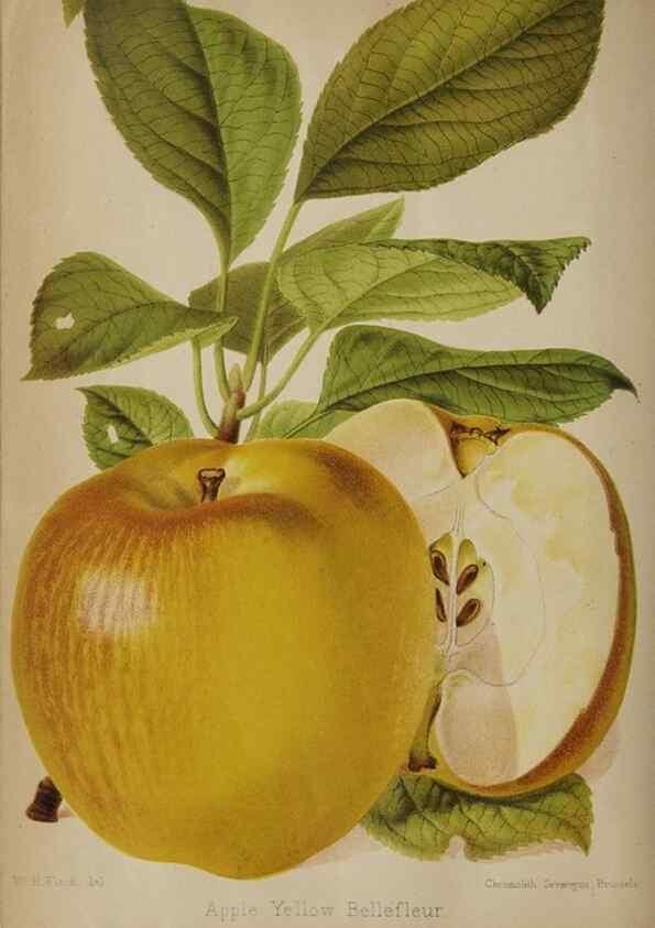 Reproducción/Reproduction 49091132682: The florist and pomologist, and suburban gardener.. London :Published for the proprietors by Messrs. Kent & Co.,1880-. 