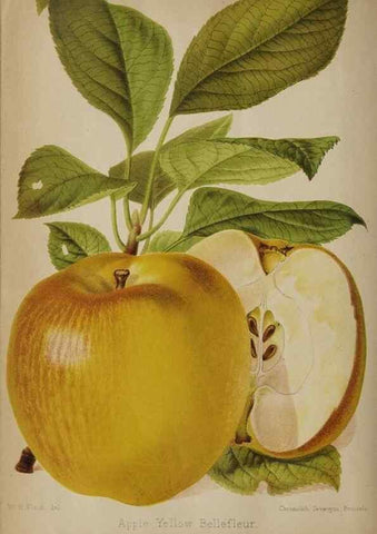 Reproducción/Reproduction 49091132682: The florist and pomologist, and suburban gardener.. London :Published for the proprietors by Messrs. Kent & Co.,1880-. 