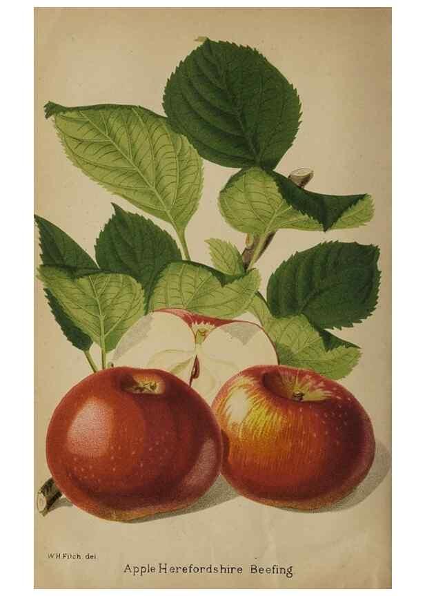 Reproducción/Reproduction 49090926626: The florist and pomologist, and suburban gardener.. London :Published for the proprietors by Messrs. Kent & Co.,1880-. 