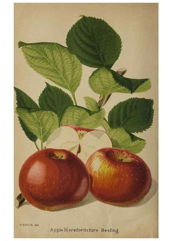 Reproducción/Reproduction 49090926626: The florist and pomologist, and suburban gardener.. London :Published for the proprietors by Messrs. Kent & Co.,1880-. 