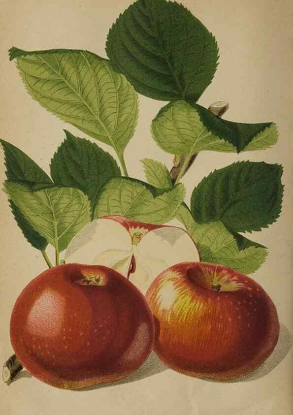 Reproducción/Reproduction 49090926626: The florist and pomologist, and suburban gardener.. London :Published for the proprietors by Messrs. Kent & Co.,1880-. 