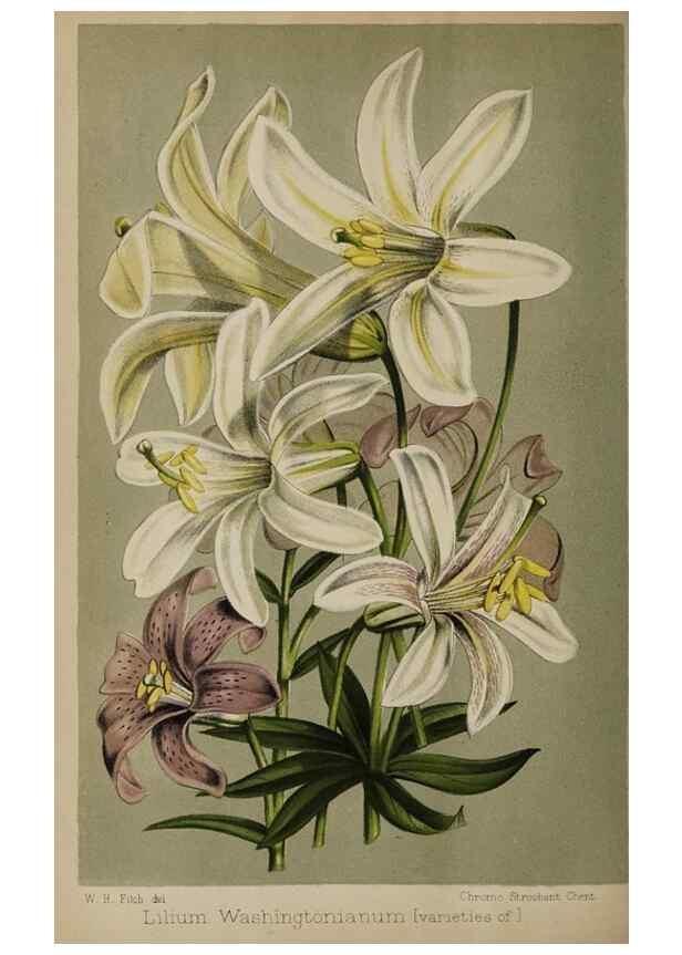 Reproducción/Reproduction 49090929801: The florist and pomologist, and suburban gardener.. London :Published for the proprietors by Messrs. Kent & Co.,1880-. 