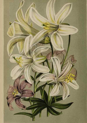 Reproducción/Reproduction 49090929801: The florist and pomologist, and suburban gardener.. London :Published for the proprietors by Messrs. Kent & Co.,1880-. 