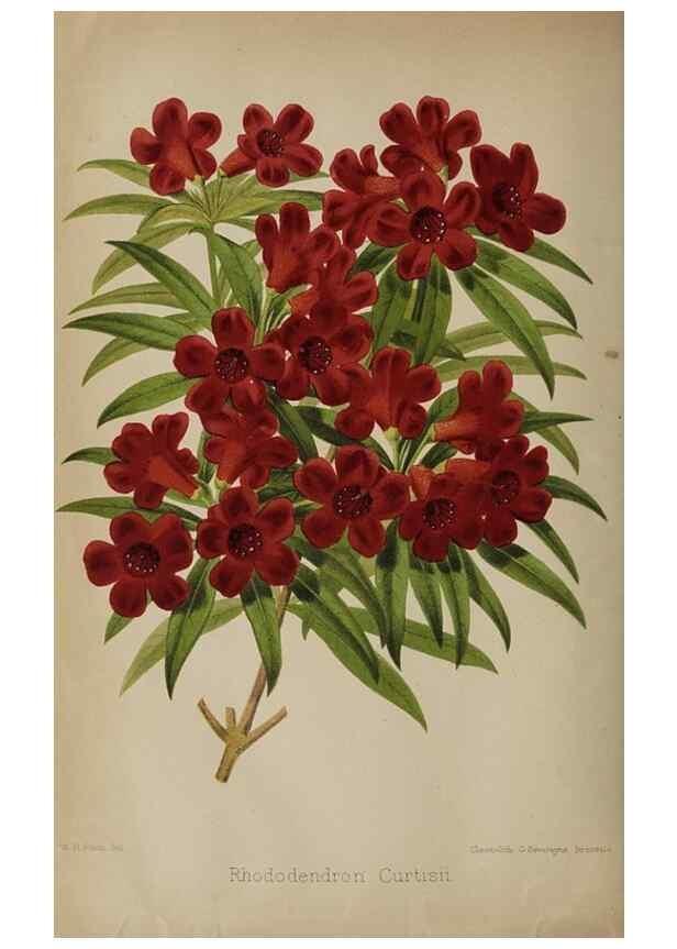 Reproducción/Reproduction 49090930676: The florist and pomologist, and suburban gardener.. London :Published for the proprietors by Messrs. Kent & Co.,1880-. 