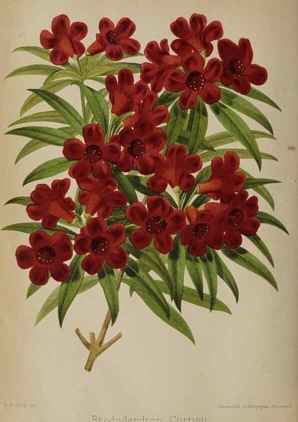 Reproducción/Reproduction 49090930676: The florist and pomologist, and suburban gardener.. London :Published for the proprietors by Messrs. Kent & Co.,1880-. 