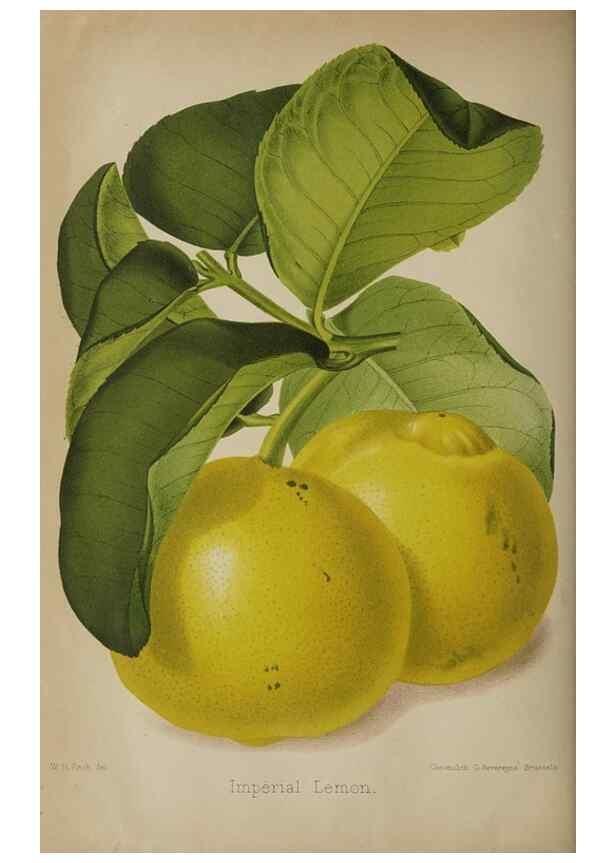 Reproducción/Reproduction 49090419783: The florist and pomologist, and suburban gardener.. London :Published for the proprietors by Messrs. Kent & Co.,1880-. 