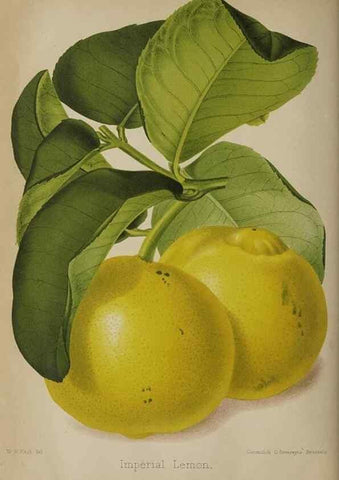 Reproducción/Reproduction 49090419783: The florist and pomologist, and suburban gardener.. London :Published for the proprietors by Messrs. Kent & Co.,1880-. 
