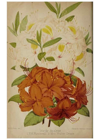 Reproducción/Reproduction 49090420173: The florist and pomologist, and suburban gardener.. London :Published for the proprietors by Messrs. Kent & Co.,1880-. 
