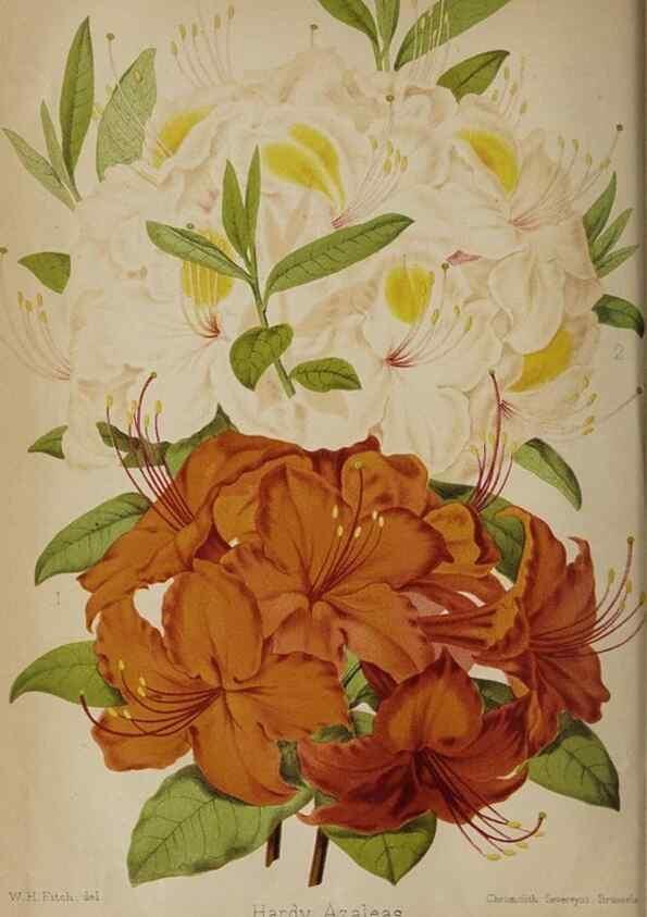 Reproducción/Reproduction 49090420173: The florist and pomologist, and suburban gardener.. London :Published for the proprietors by Messrs. Kent & Co.,1880-. 