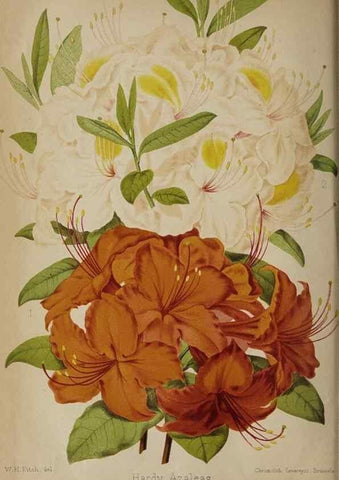 Reproducción/Reproduction 49090420173: The florist and pomologist, and suburban gardener.. London :Published for the proprietors by Messrs. Kent & Co.,1880-. 