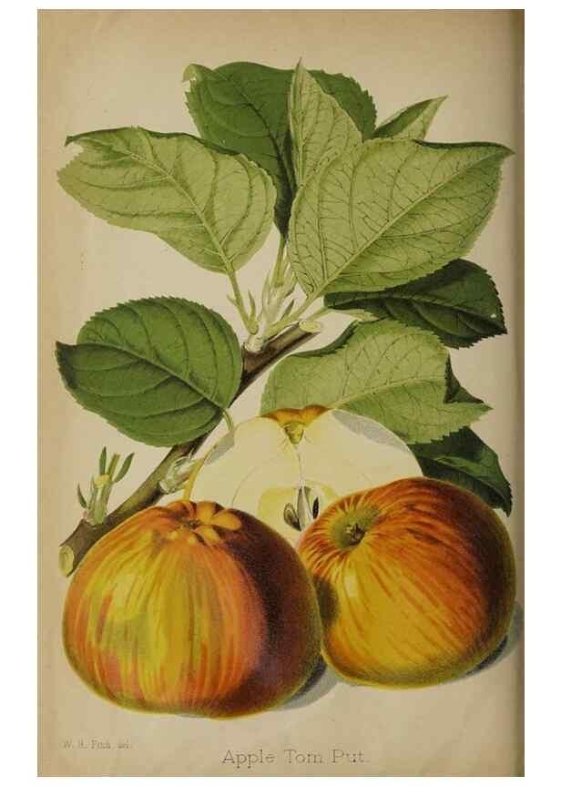 Reproducción/Reproduction 49090420478: The florist and pomologist, and suburban gardener.. London :Published for the proprietors by Messrs. Kent & Co.,1880-. 